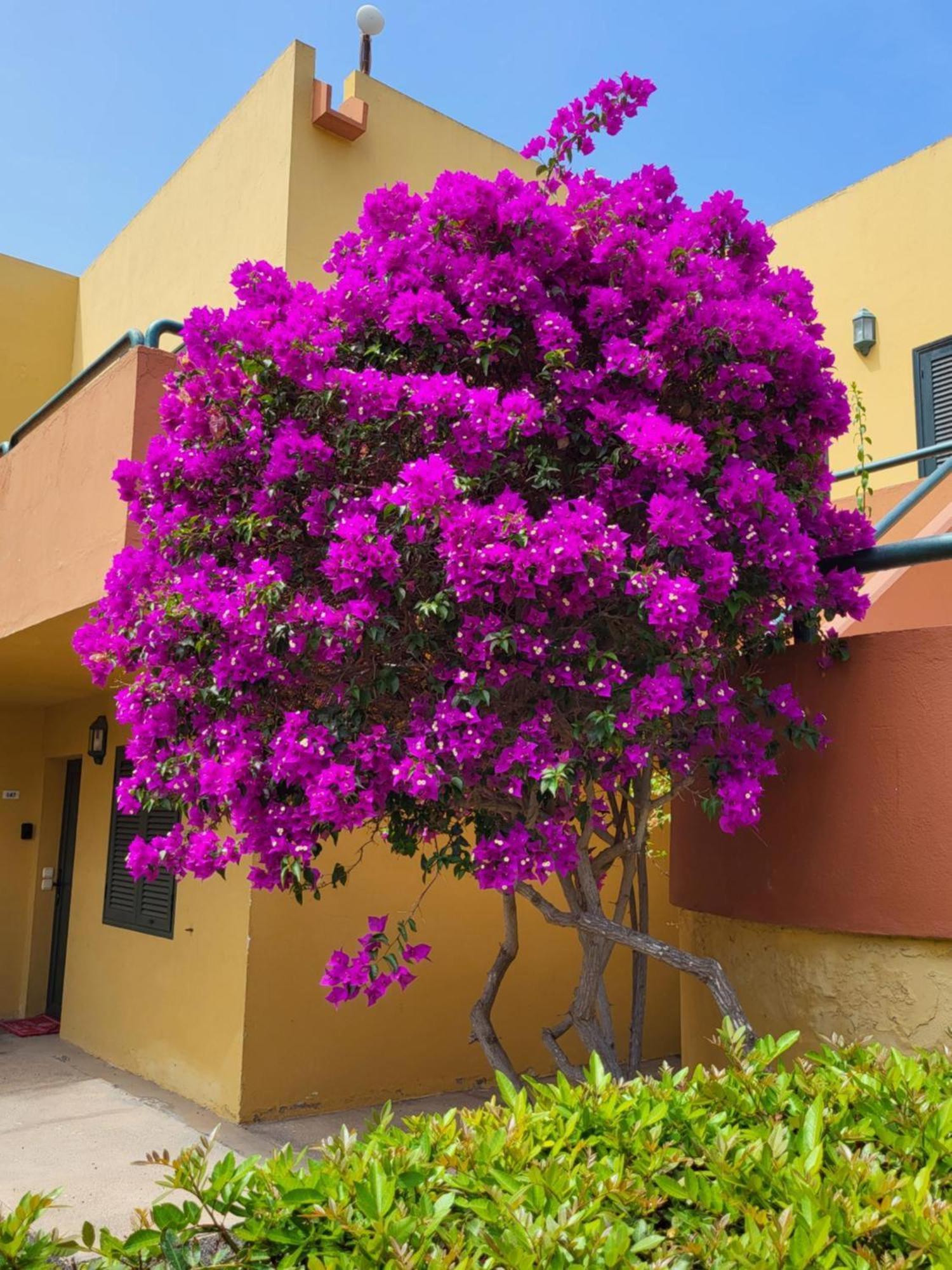 Casa Del Caballero Коралео Екстериор снимка